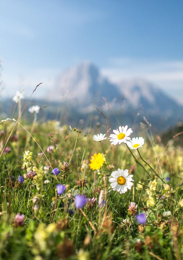 Dolomiten hautnah: Wanderung zur Fonda Savio Hütte